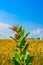 Blooming Common milkweed or butterfly flower close up, colorful and vivid plant, natural background