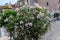 Blooming common oleander in streets of Athens