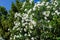 Blooming common oleander in streets of Athens