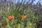 Blooming common poppy on a lavender background near Valensole, France.