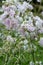 Blooming common soapwort, Saponaria officinalis
