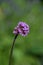 Blooming common verbena or Purpletop vervain growing in the herb garden