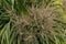 Blooming Cordyline australis, commonly known as cabbage tree or cabbage-palm. Close-up of white inflorescence with buds