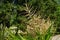 Blooming Cordyline australis, commonly known as cabbage tree or cabbage-palm. Close-up of white inflorescence with buds