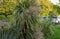 Blooming Cordyline australis, commonly known as cabbage tree or cabbage-palm. White inflorescences with buds