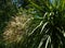 Blooming Cordyline australis, commonly known as cabbage tree. Close-up of white inflorescences with buds of Cordyline australis