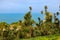 Blooming Cordyline australis trees cabbage tree, cabbage-palm on a background of the Black sea in Batumi botanical garden,