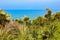 Blooming Cordyline australis trees cabbage tree, cabbage-palm on a background of the Black sea in Batumi botanical garden