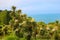 Blooming Cordyline australis trees cabbage tree, cabbage-palm on a background of the Black sea in Batumi botanical garden