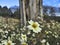 Blooming Coreopsis flowers