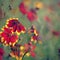 Blooming coreopsis flowers