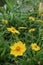 Blooming Coreopsis Lanceolata Flowers, this is an endemic plant originating from the North American continent