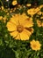 Blooming coreopsis lanceolate