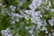 Blooming Coriander Coriandrum sativum in the agricultural field