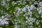 Blooming Coriander Coriandrum sativum in the agricultural field