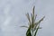 Blooming Corn Plant