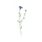 Blooming cornflower. Knapweed flower. Bluebottle on stem. Botanical drawing of field floral plant. Centaurea pullata