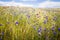 Blooming cornflower in rye field