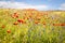 Blooming cornflower in rye field