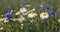 Blooming Cornflowers, Centaurea Cyanus