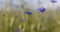 Blooming Cornflowers, Centaurea Cyanus