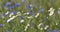 Blooming Cornflowers, Centaurea Cyanus