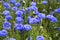 Blooming Cornflowers (Centaurea cyanus) in a field