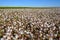 Blooming Cotton Field Ready for Harvest