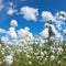 Blooming cotton grass
