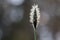 Blooming cottongrass, Eriophorum vaginatum. One plant, backlit with bokeh forest background. Springtime in Norway, april