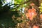 Blooming Couroupita guianensis or cannonball tree