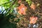 Blooming Couroupita guianensis or cannonball tree