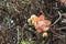 Blooming Couroupita guianensis or cannonball tree