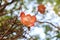 Blooming Couroupita guianensis or cannonball tree