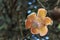 Blooming Couroupita guianensis or cannonball tree