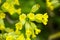 Blooming cowslip in the garden. Primula veris.