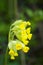 Blooming cowslip in the garden. Primula veris.