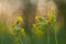 Blooming cowslip, Primula veris