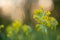 Blooming cowslip, Primula veris