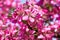 Blooming Crab Apple Tree with Purple Flowers, Background