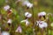 Blooming cranberries