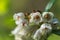 Blooming cranberry flowers close-up in natural conditions, against the background of nature a