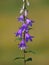 Blooming creeping bellflower plant, Campanula rapunculoides