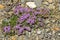 Blooming Creeping Thyme Thymus serpullum on a stones soil