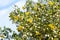 Blooming creosote bush (Larrea tridentata) against the sky