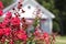 Blooming Crepe Myrtle Trees With Small White Church in Background, Shallow DOF