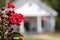 Blooming Crepe Myrtle Trees With Small White Church in Background, Shallow DOF