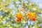 Blooming Crocosmia Flowers on Vivid Green Background