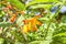 Blooming Crocosmia Flowers on Vivid Green Background