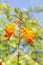 Blooming Crocosmia Flowers on Vivid Green Background